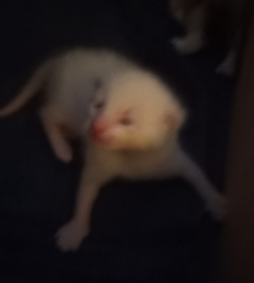 blurry picture of the white baby struggling to prop itself up on its thin legs, squinting up