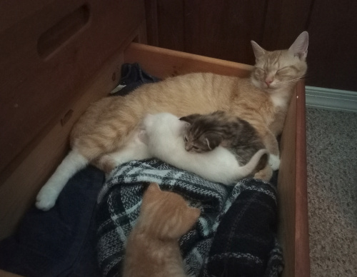 mama in the drawer with her kittens, her head is rested on the corner of the drawer, her eyes closed.