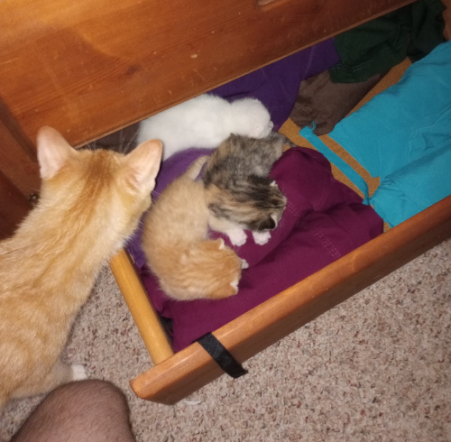 the kittens laying on my clothes in my drawer with mama peaking over.