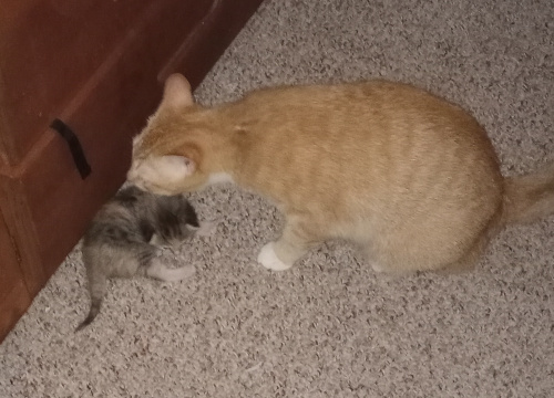 Mama sitting over her calico baby, both infront of my bed drawers