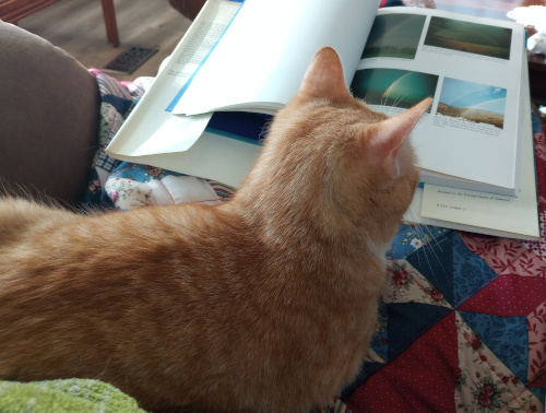 Creampuff sitting on my quilt covered lap infront of a book.