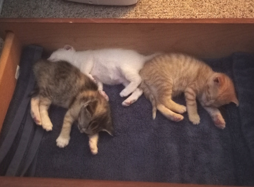 the kittens sleeping on ther sides in the drawer