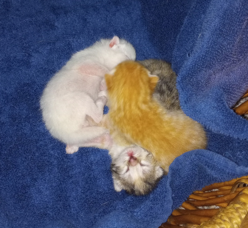 the kittens piled up, the tabby cali has her tiny face towards the camera