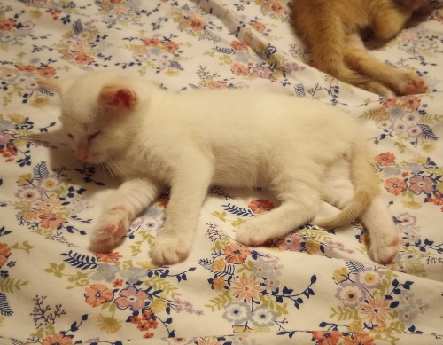 white baby laying on my bed