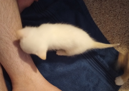 white baby inspecting my leg