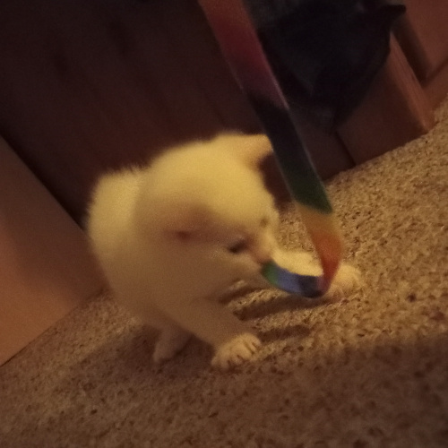 white kitten holding a rainbow felt ribbon by its end