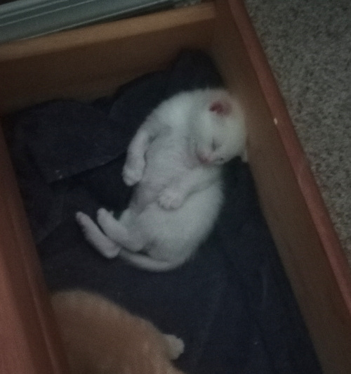 white kitten sleeping on his back, head rested against the drawer