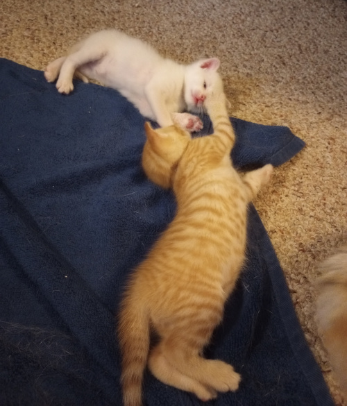 cheesepuff on his side streching out to paw at white kitten who is behind him