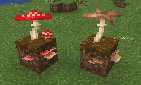screenshot of a large brown mushroom and a large red mushroom on a podzol block each. On the two sides of the podzol blocks facing the viewer, are 2D shelf mushrooms matching the color of the main mushroom.