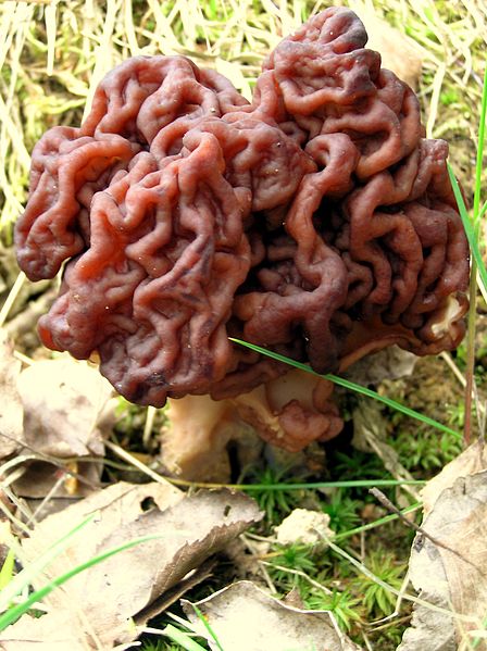 photo of a brown mushroom with lots of folds