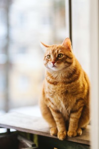 orange cat sitting on a counter.