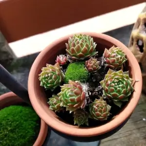 hens and chick succulents and a small moss tuft growing in a tiny ceramic pot.