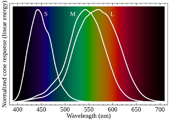 diagram showing the range of each cone cell along the visible colors of light. S-cones range from 400nm to 525nm, peaking at 450nm blue, covering violet to teal. M-cones range from 410nm to 650nm, peaking at 550nm green, covering violet to red. L-cones range from 410nm to 700nm, peaking at 575nm yellow, covering voilet to red.