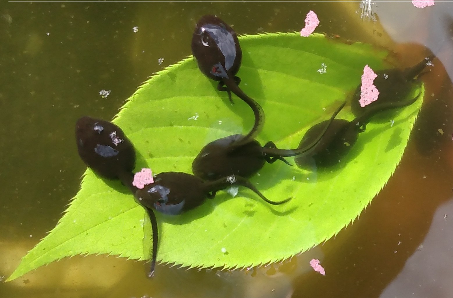 photo of six tadpoles swimming over a leaf