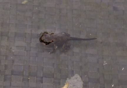 one small toadlet with four legs and a long tail