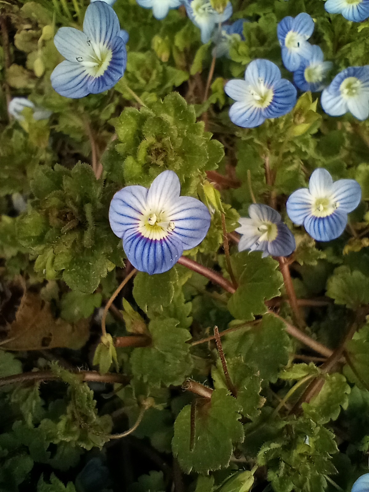 photo of tiny blue flowers up close, showing four blue petals with darker blue stripes.