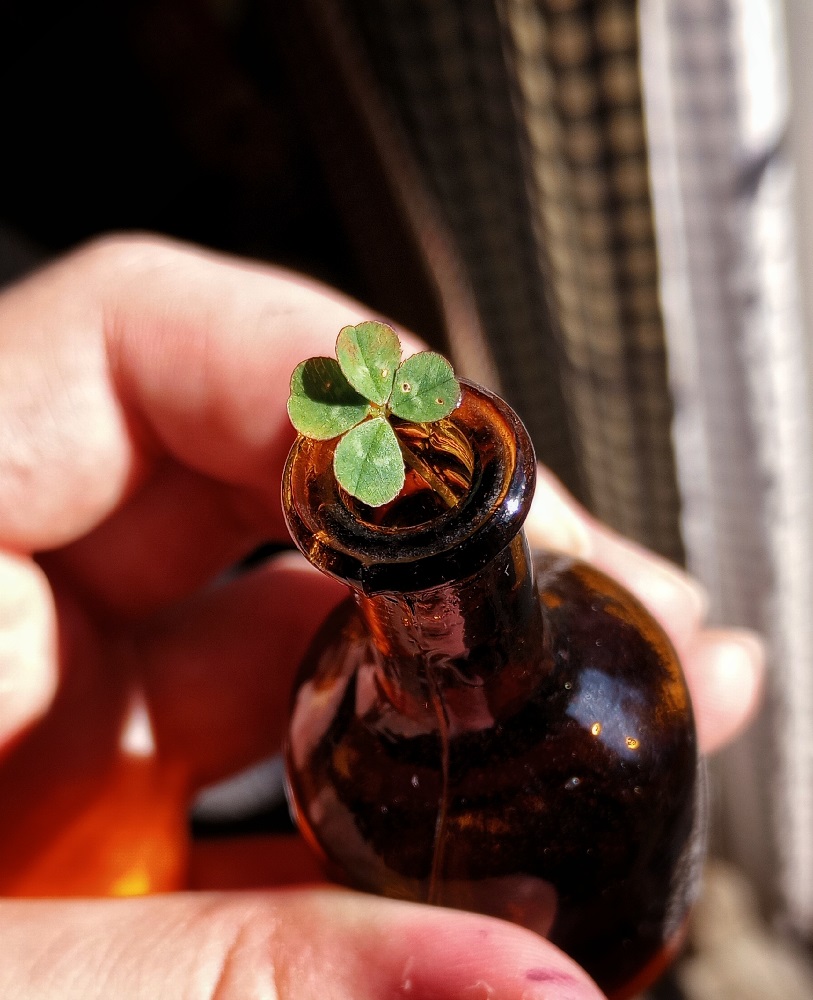 four leaf clover in a small brown bottle