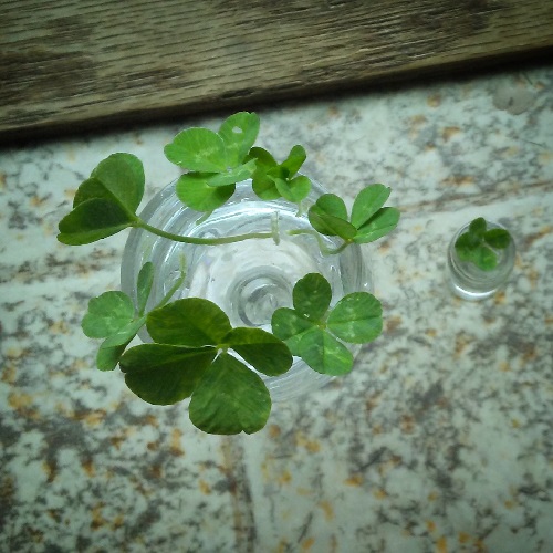 seven four leaf clovers in a shot glass, and one four leaf in a tiny bottle