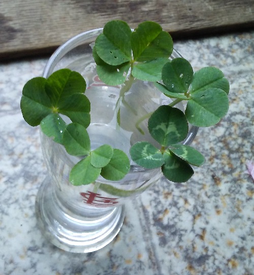 five four leaf clovers in a shot glass