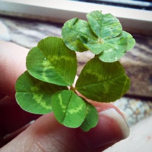 two five leaf clovers together