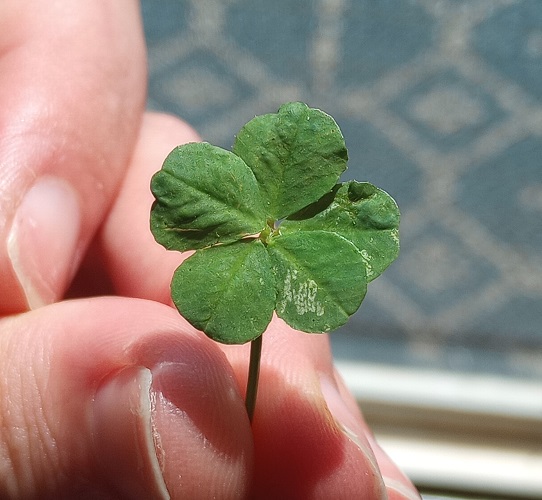 four separate five leaf clovers