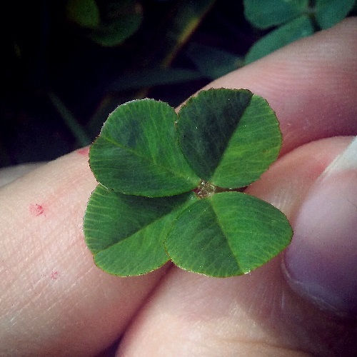 three separate four leaf clovers