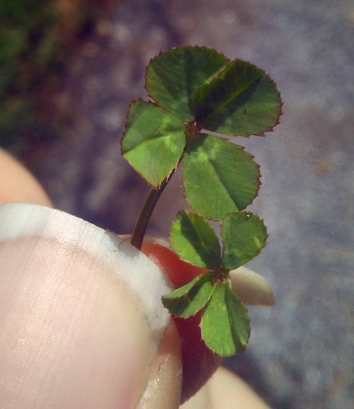 two four leaf clovers