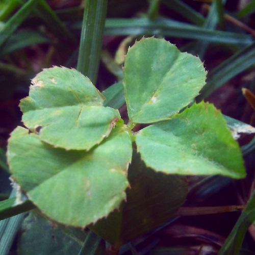 fifteen separate four leaf clovers