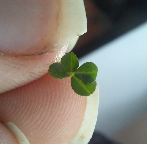 tiny four leaf clover