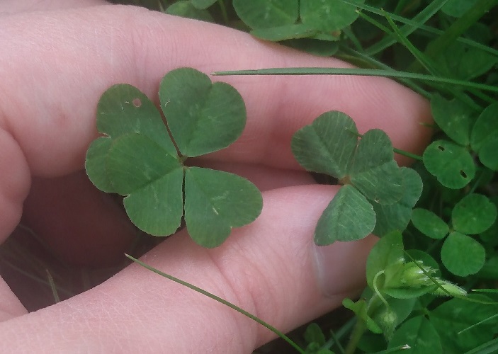 two four leaf clovers with heart shaped leaves