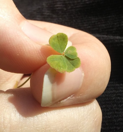 small four leaf clover