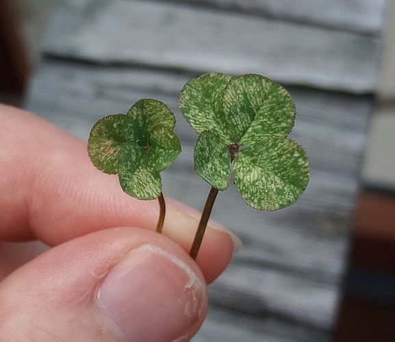 two speckled four leaf clovers