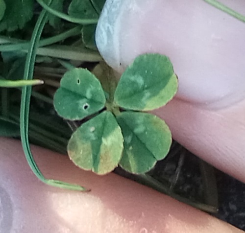 small four leaf