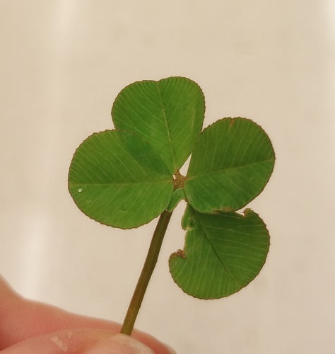four leaf