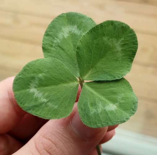 huge four leaf clover with firm round leaves
