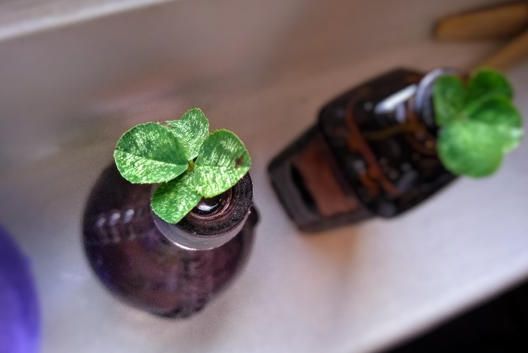 two four leaf clovers, each in a small bottle