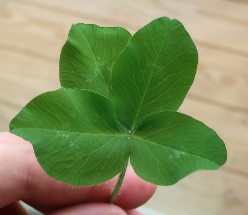 huge four leave clover with floppy long leaves.