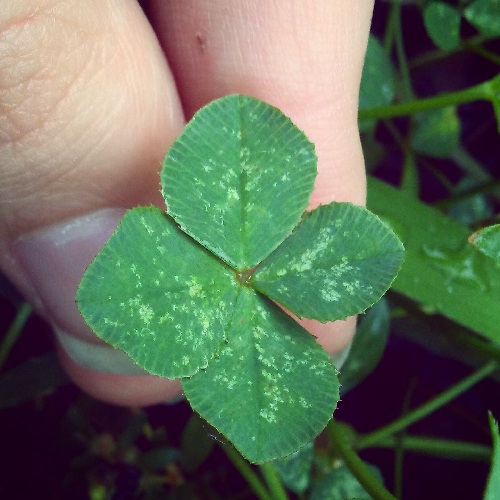 four separate four leaf clovers