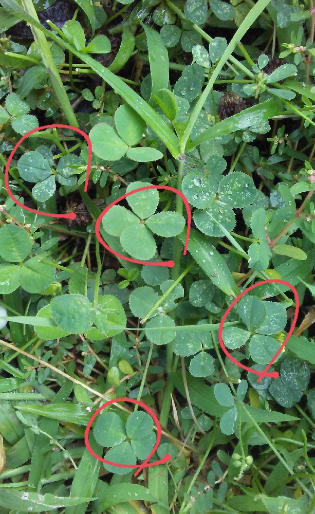 a small patch of clovers with three four leaves and a five leaf circled in red