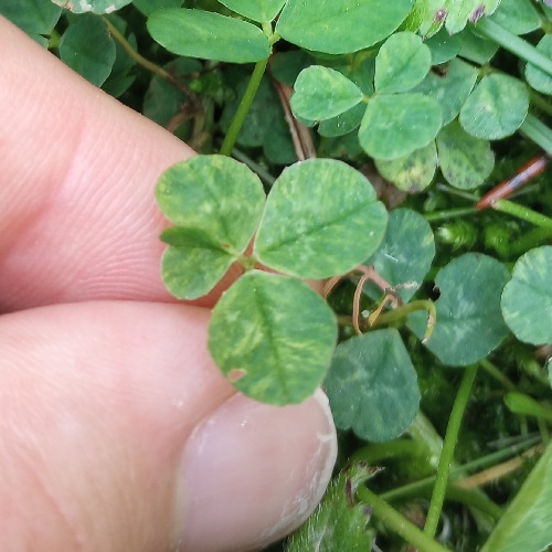 a three leaf clover, one of its leaves with an extra leafy growth from its edge