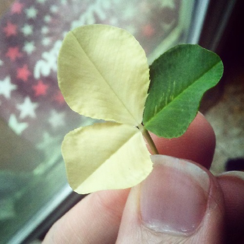 a three leaf clover with two albino leaves and one green leaf