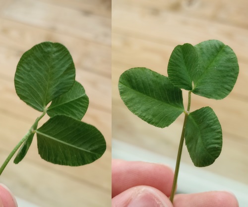 two pictures showing a clover from front and back. the clover has four leaves, two in normal position, one on an extended stem, and the other splitting off from the one on the extended stem.