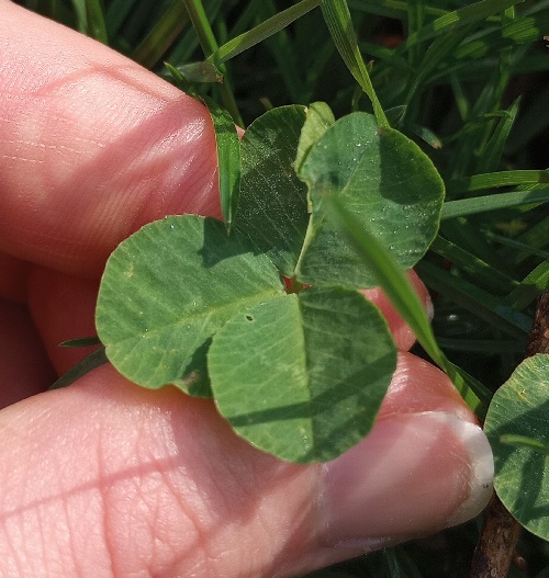 a four leaf clover with the edges of two leaves fused, the joint folded towards the center of the clover