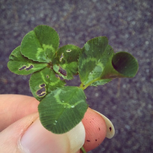 a four leaf clover and a three leaf clover. one of the leaves from the three leaf is fused to itself, forming a cone