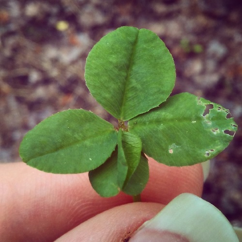 a four leaf clover where on leaf appearss to be two leaves fused at the inside center line of each leaf