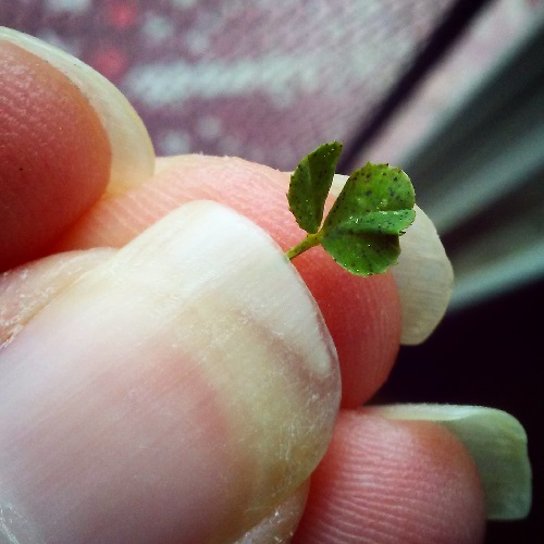 a tiny two leaf clover. one of the leaves has an extra lobe on its edge