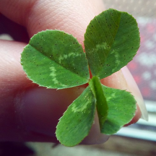 a four leaf clover with two of its leaves leaves partially fused on their underside central line near the stem