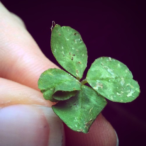 a four leaf clover, with an extra leafy growth fused to itself and the outer central line of one leaf