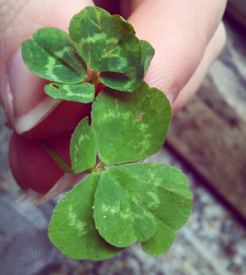 two four leaf clovers, each with a leaf that has an extra leaf shape growing from its edge