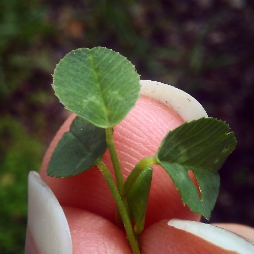 three one leaf clovers held together